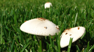 mushrooms-in-lawn