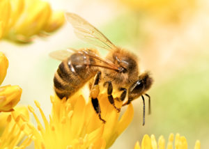 Avoiding Bee Stings