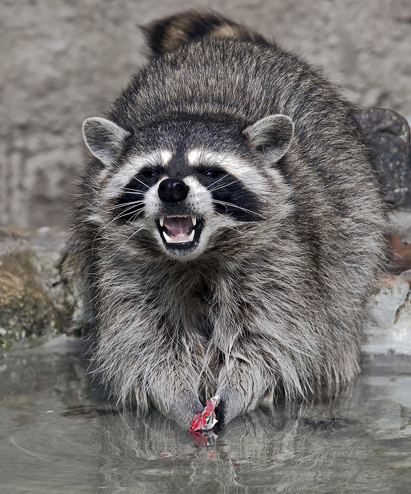 lomonosov racoon